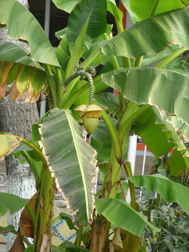 Фуад Расулов