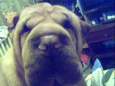 Татьяна Буданова