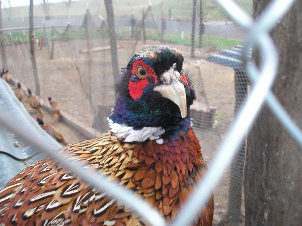 Виктор Шипитко