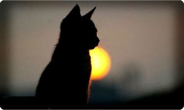 Оксана ___________