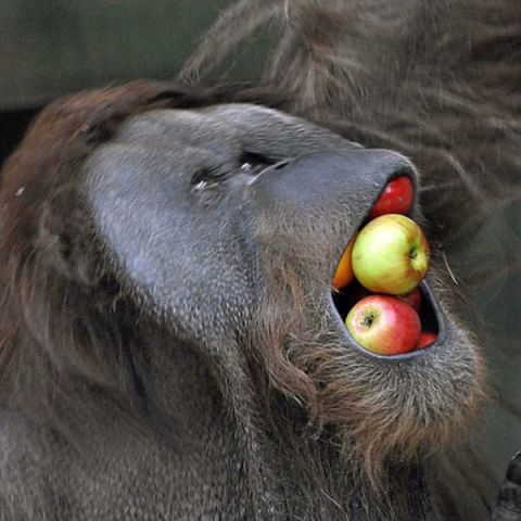 Башир Баширов