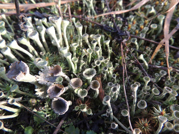 Сергей Дрёмов