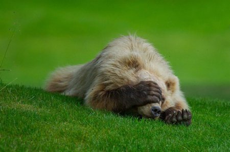 Сергей Гудожников