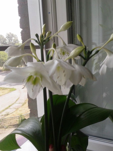 Галина Колотовченко