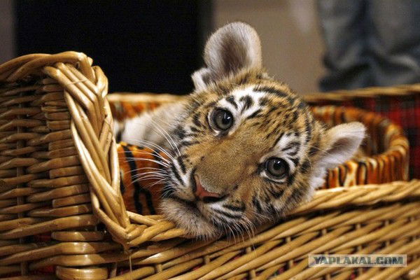 Ольга Глухова