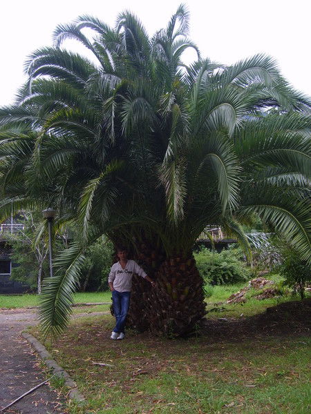 Алексей Кудряшоff