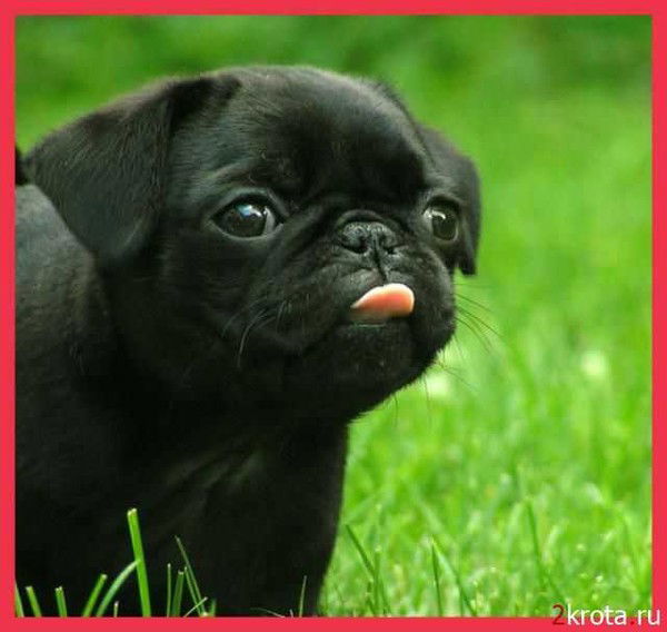 Раиса Димидюк