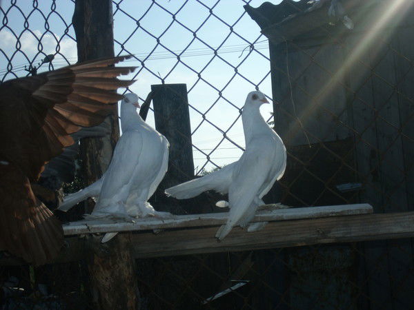 Азамат Закерин