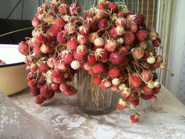 Светлана Сычева