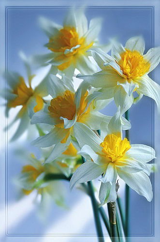 Наргис Курбонова