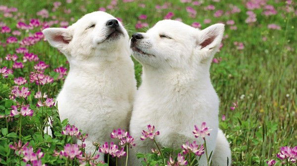 Лопатин Николай