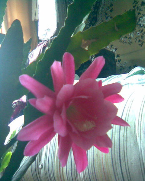 Альбина Иванова