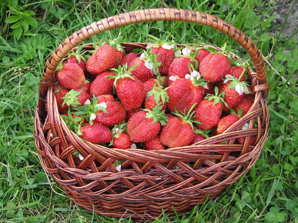 Машенька Клубничка