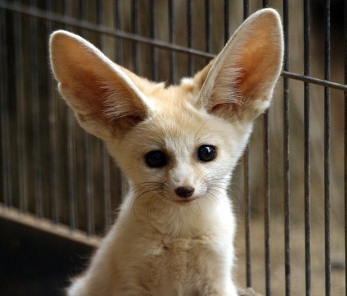 Олеся Филичева