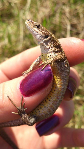 Надежда Петрова