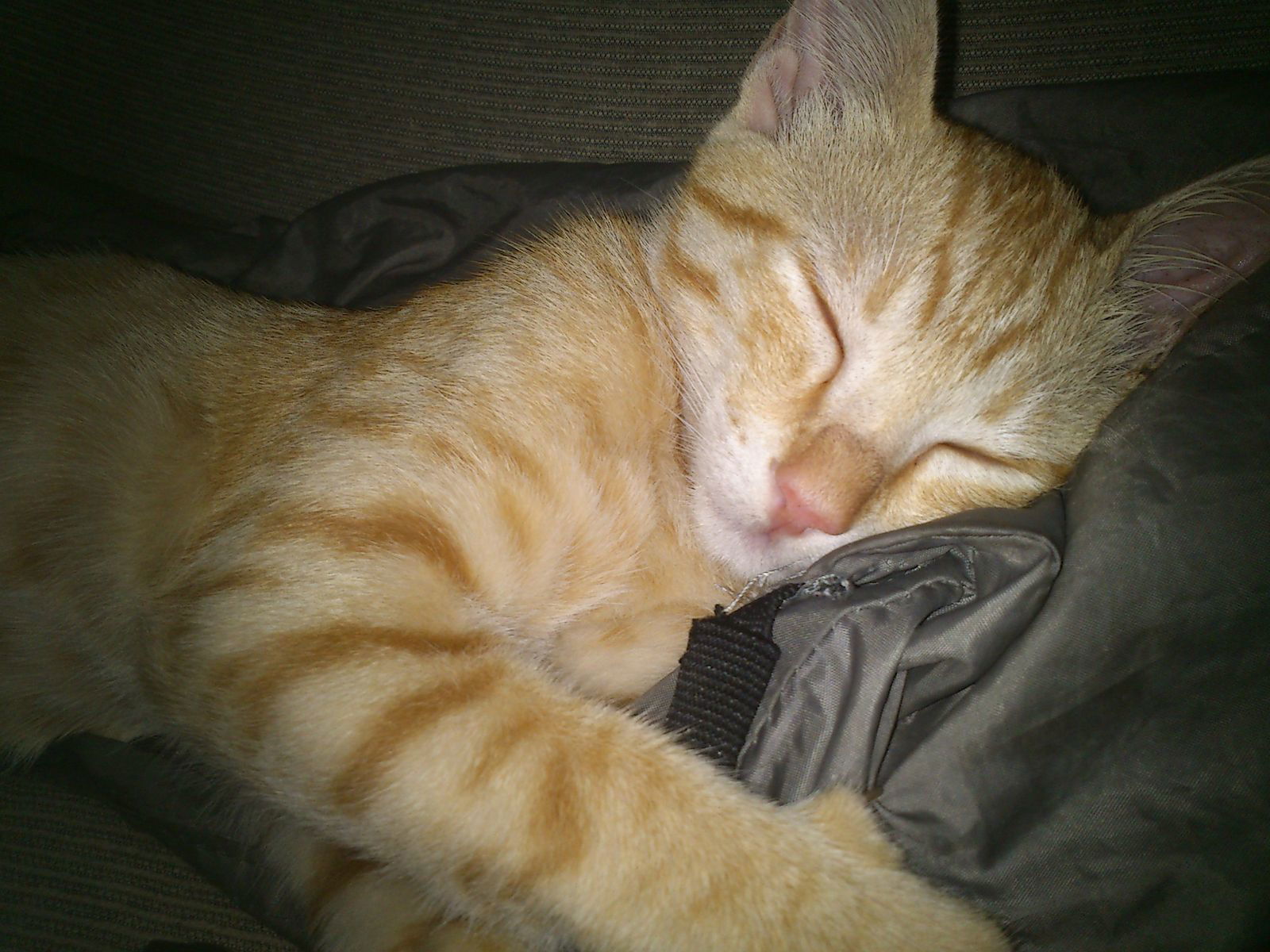 Владимир Замотаев