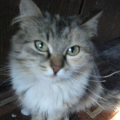 Дарья Сергеенкова