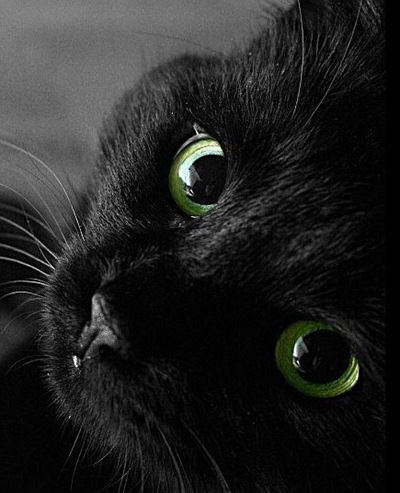 Анька Огнева