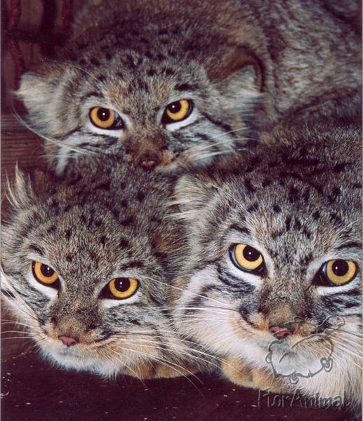 Денис Кобанилки