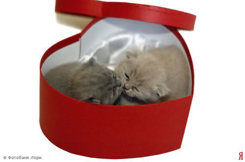 Djamilya Jevnarабдуллаева