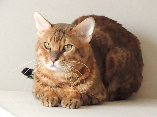 Сергей Зарезин