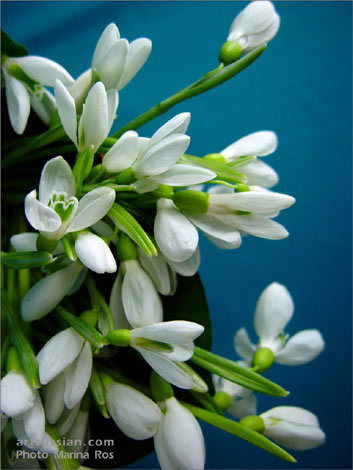 Оксана Курилова