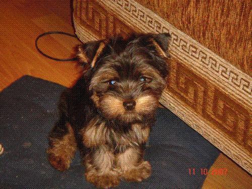 Ольга Коновалова