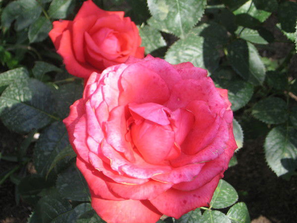 Ольга Глухих