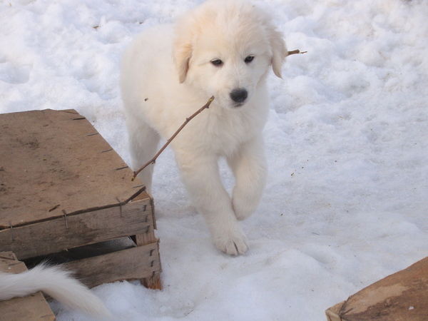 Зина Романова