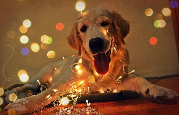 Александра Манько