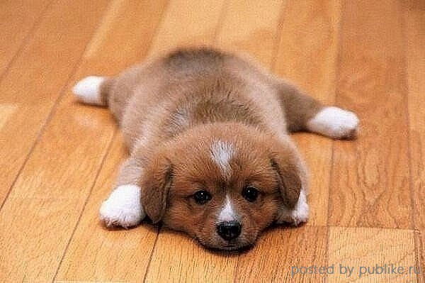 Леонид Ваганов