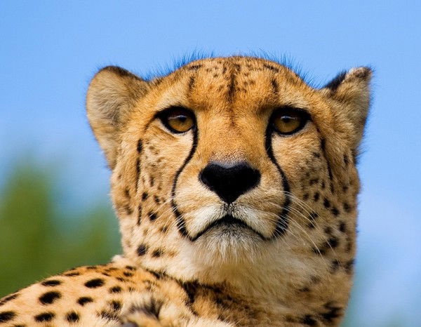 Сергей Мазуров