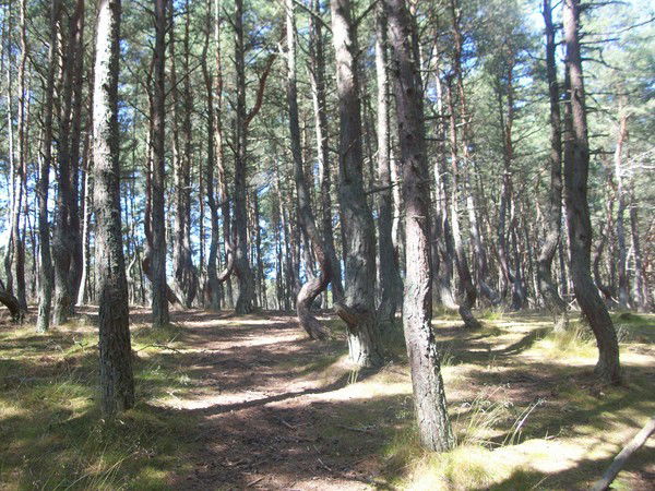 Куршская Коса