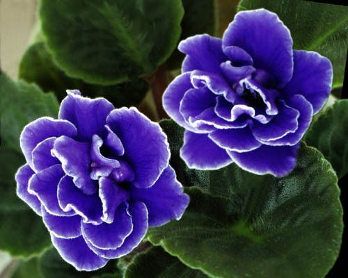 Наталья Савченко