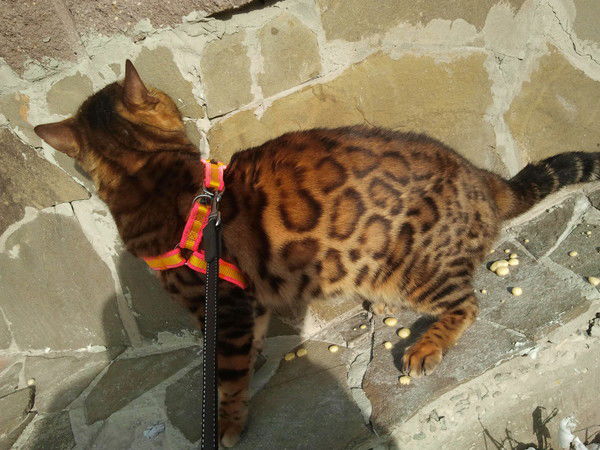 Вероника Моисеева