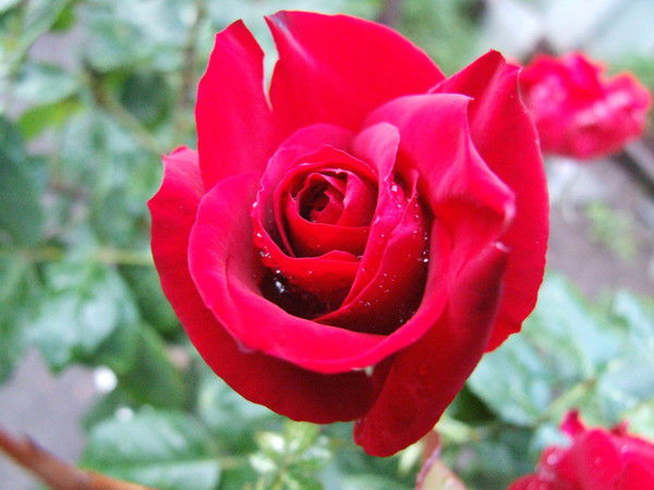 Карина Борисова