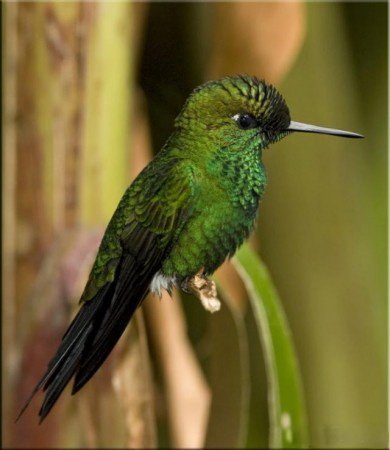 Мария Палаш