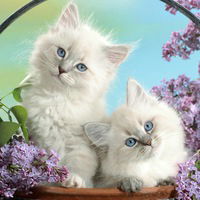 Вика Колесникова