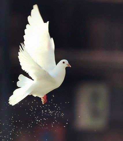 Асель Ихсанумовна