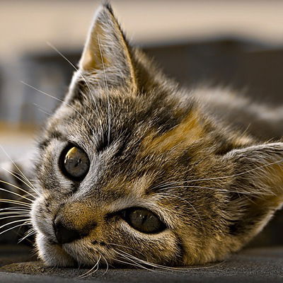 Юля Николаева