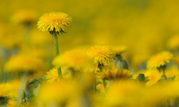 Арай Нургалиева