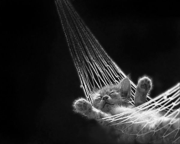 Максим Федотов