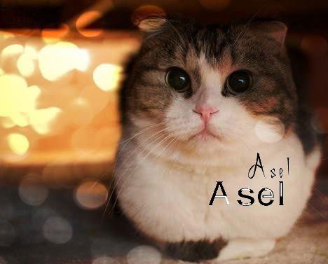 Asel Asel