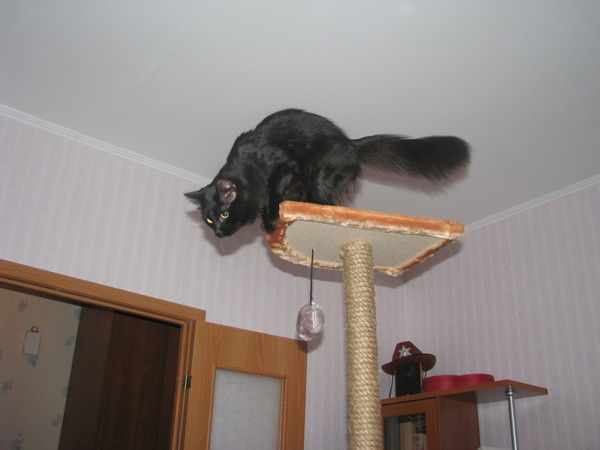 Евгений Анипченко