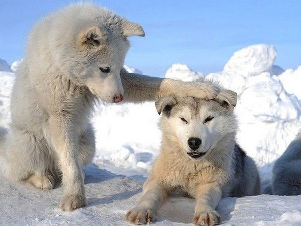 Елена Усова