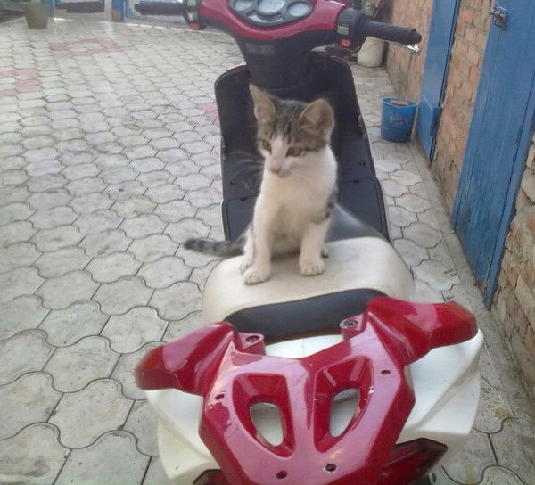 Елизавета Красничкова