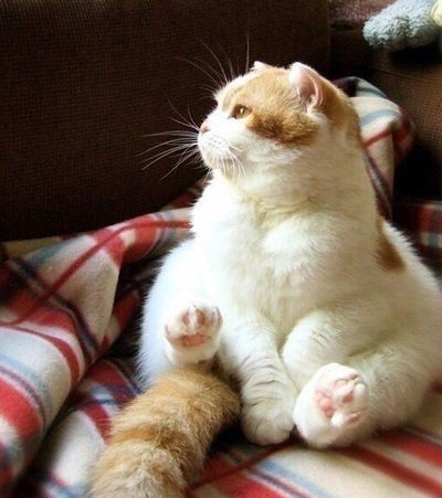 Полина Горичева