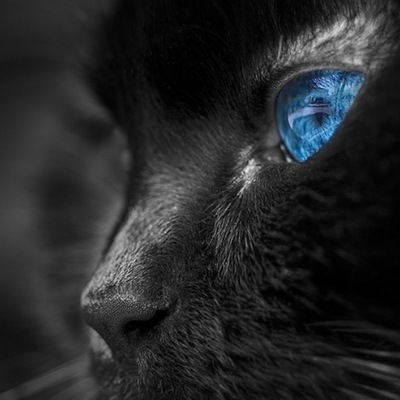 Саша Вишенка