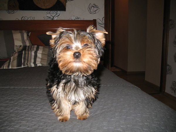 Александр Иванов