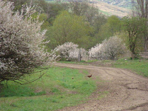Виктор Спицын